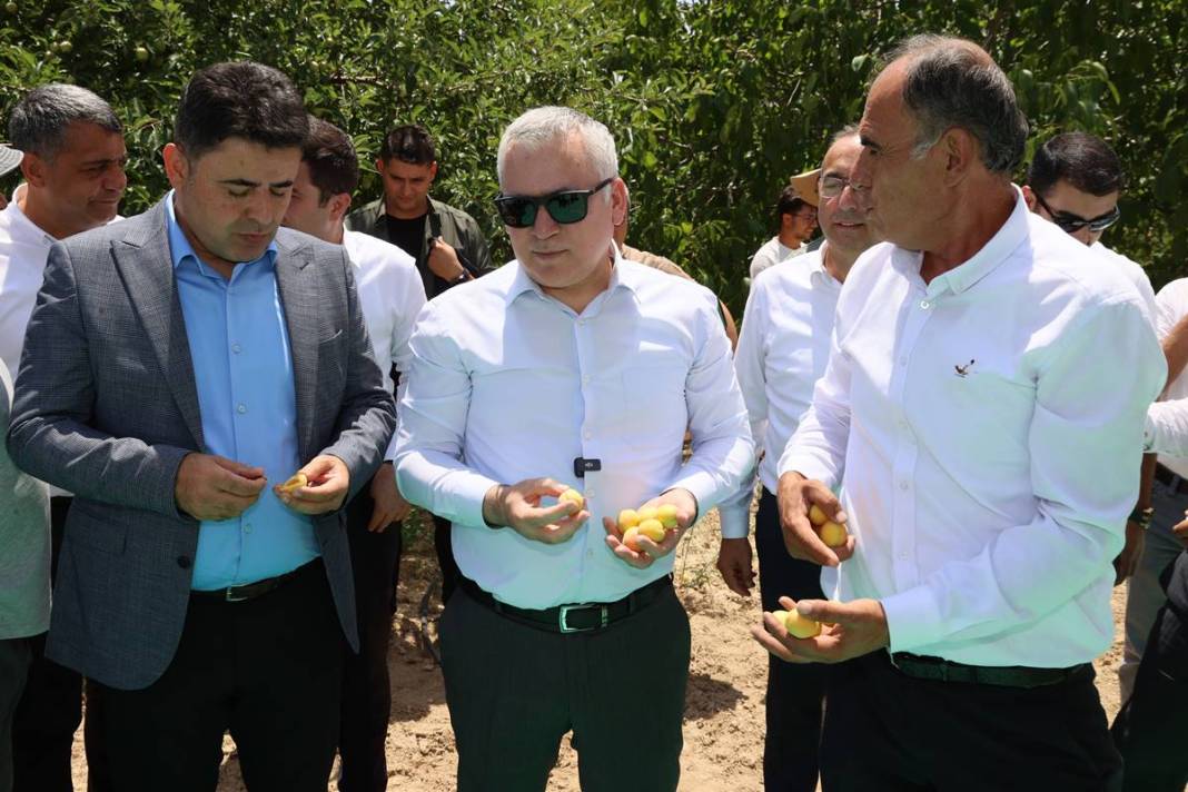 O kent için altın kadar değerli: Hasat başladı, rekolte arttı! Valilik yüzlerce fide dağıtıyor 7